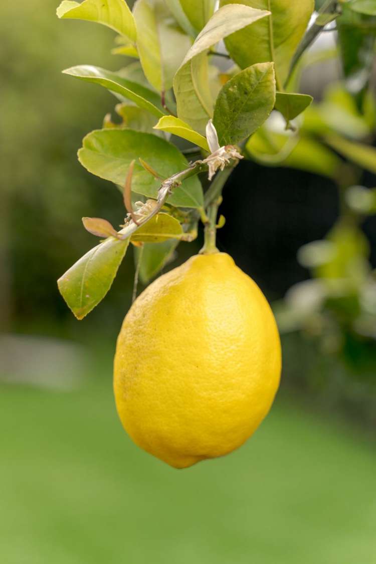 18 Ardnave Lane Broomfield_16