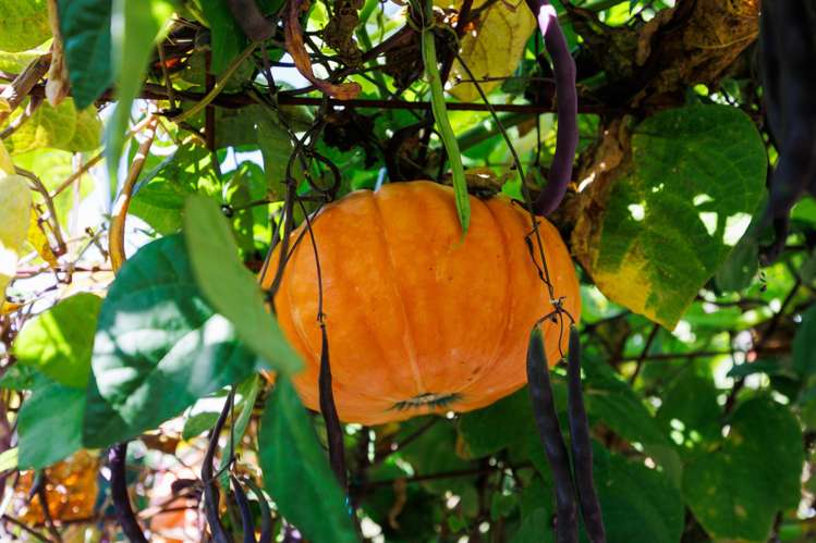 16 Mudgway Place Awapuni_22