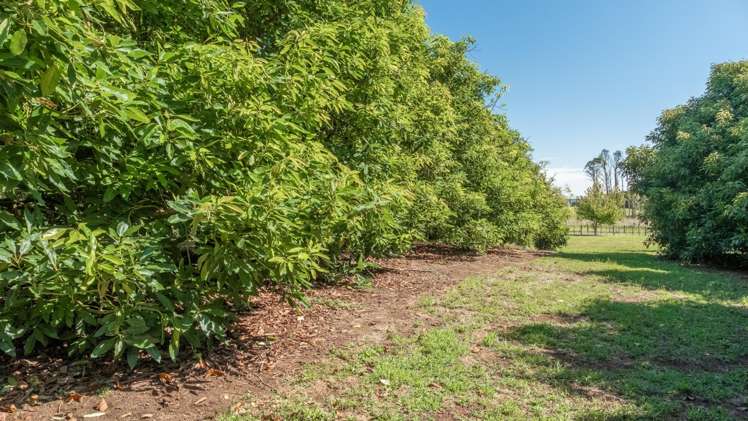 30c Thompsons Track Aongatete_16