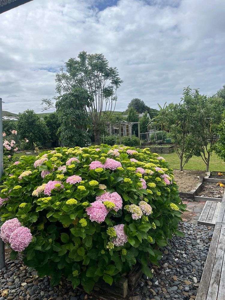 Address withheld Tamarau_4