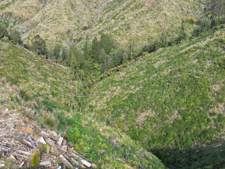 Junction Road Pohokura and Surrounds_27