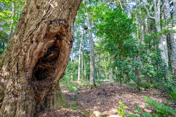 694 Ngunguru Road Glenbervie_43