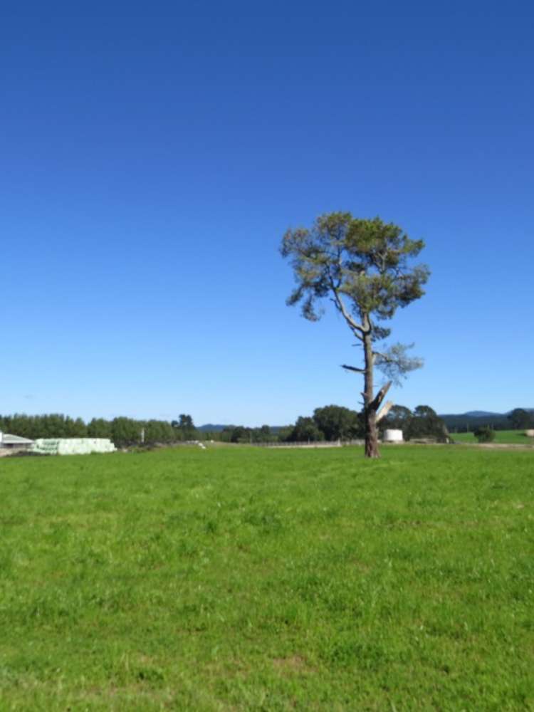 6261 State Highway 1 Kinleith_13