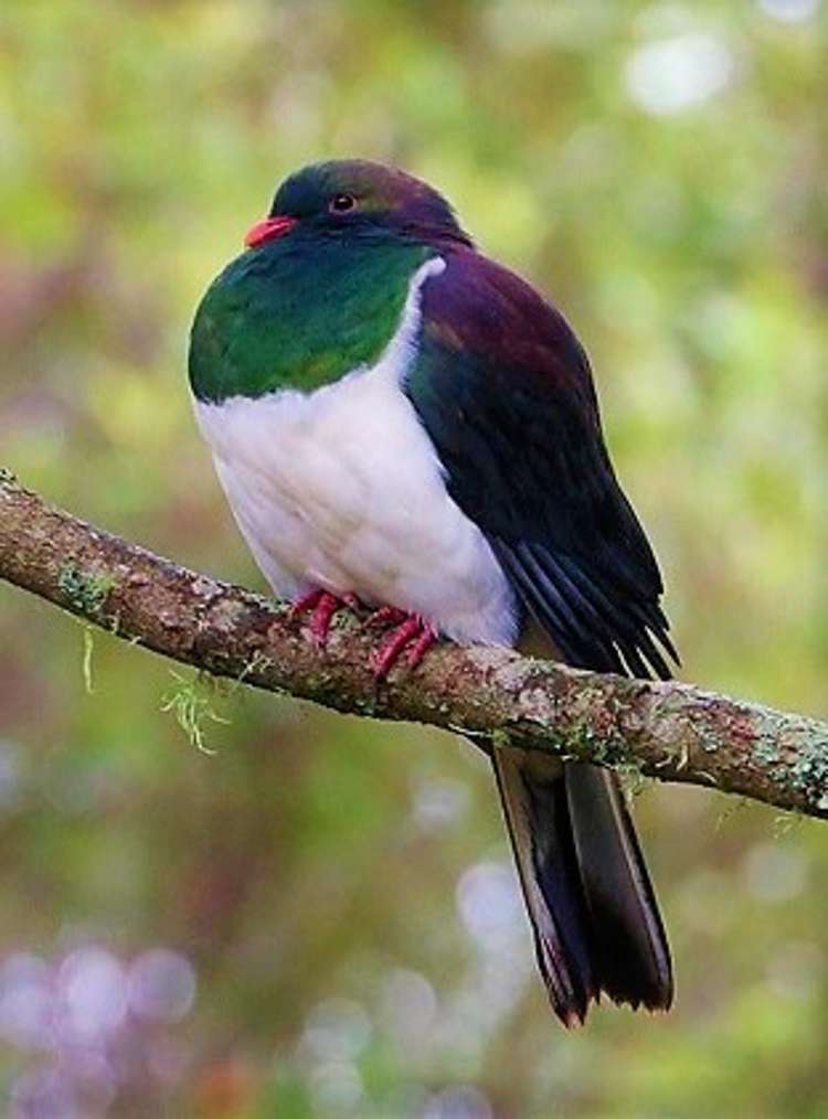 75 Omatai Road Peria_12