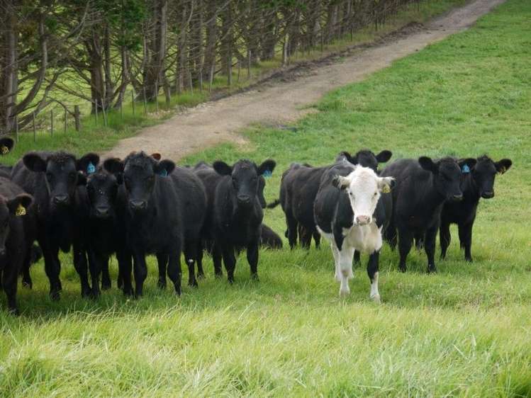 64 Otara Point Road Te Kopuru_6