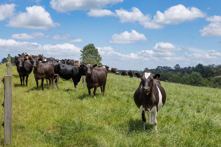 1387 Old Te Aroha Road, Okauia Matamata_11