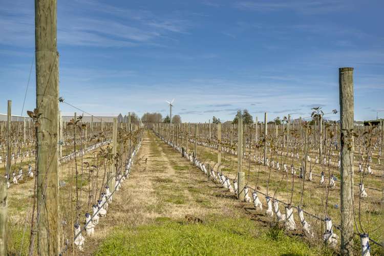 Kiwi Crunch Orchard Portfolio Twyford_30