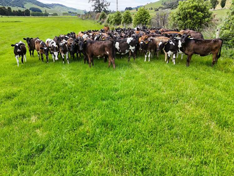 200 + 242 Caroline Valley Road Caroline_24