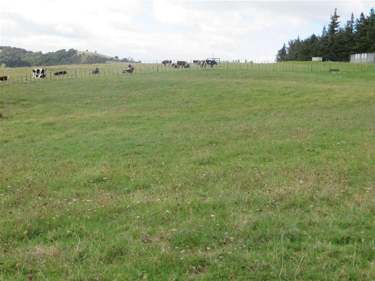 Ovens Road Matakohe_11