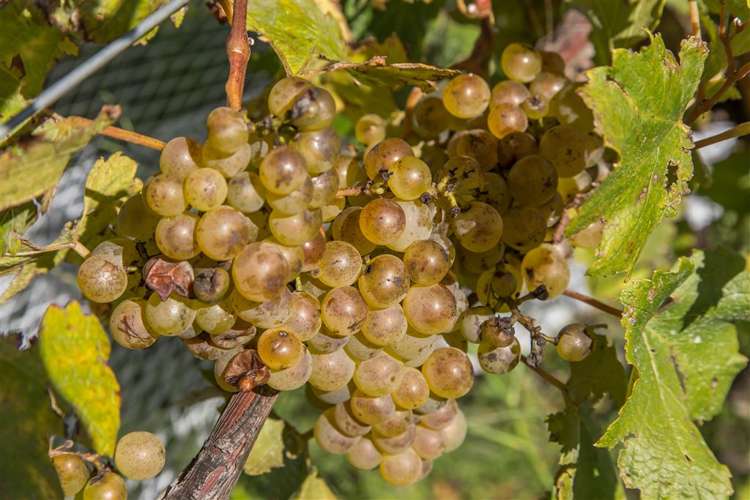 73 Mackenzies Road Waipara_13