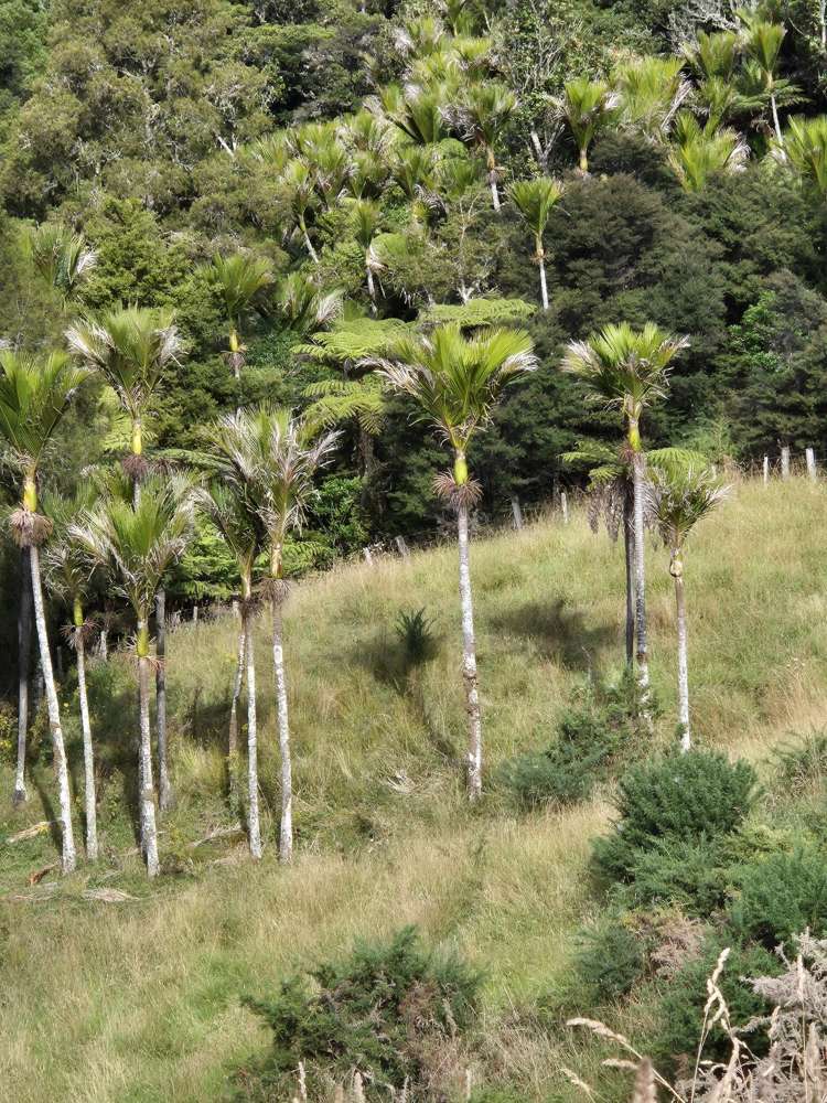 158 Kereru Lane Kaiwaka_24