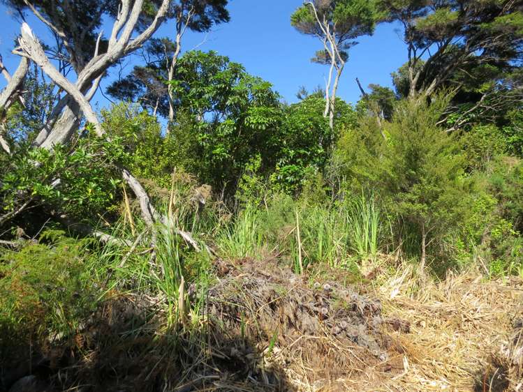 614 Wyuna Bay Road Coromandel_9