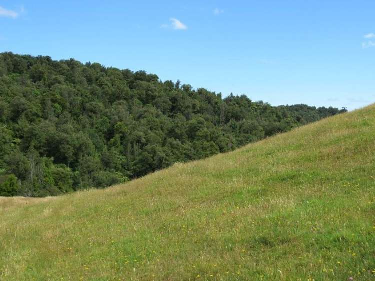 764 Work Road Whakamarama_5