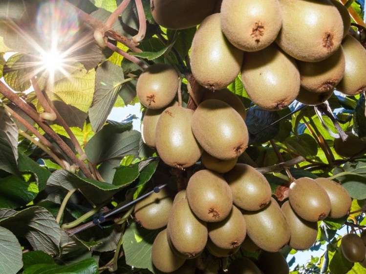 33 Burt Road Matata_18