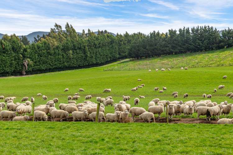 Wairiri Road Glentunnel_8