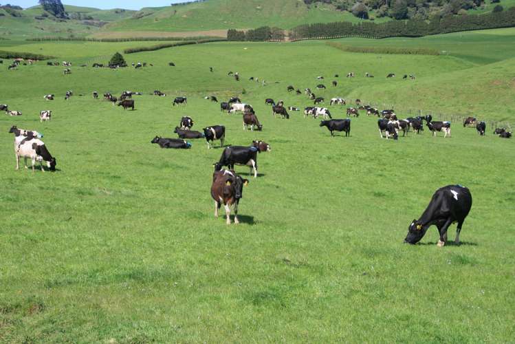 734 Bird Road Pukengahu_24