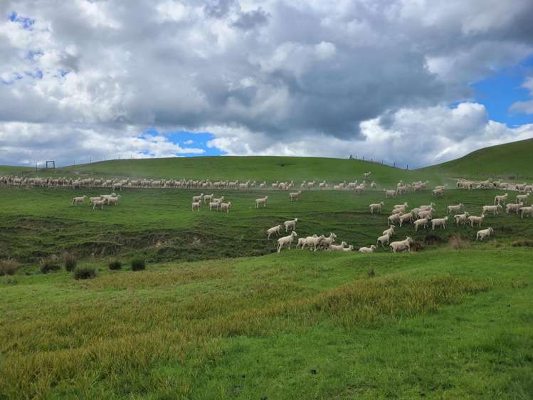 980 Moa Flat Road Moa Flat_10