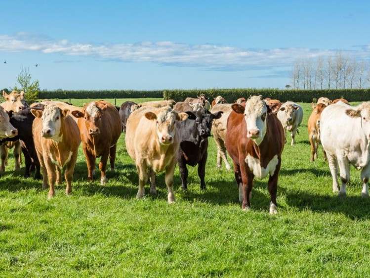 403 Te Ahu Ahu Road Waimate North_29