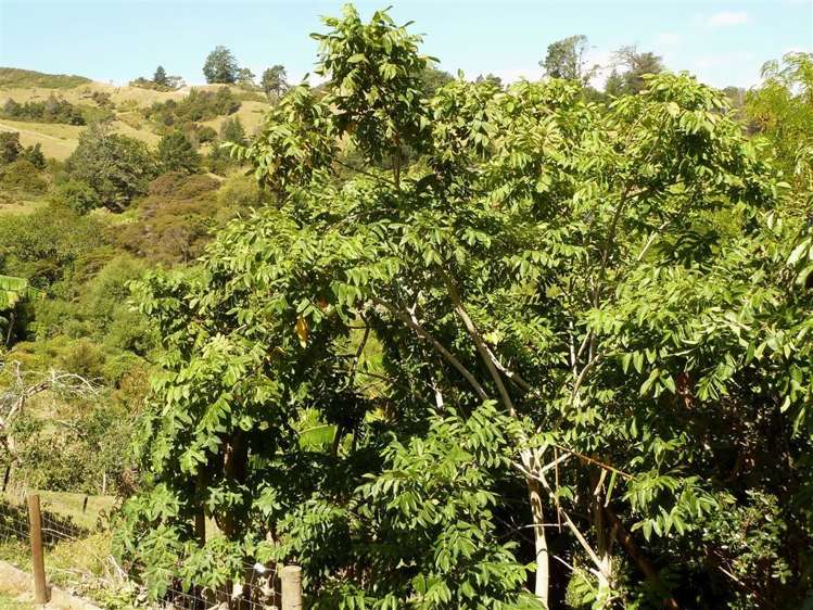 204 Mount Sea Road Thames_20