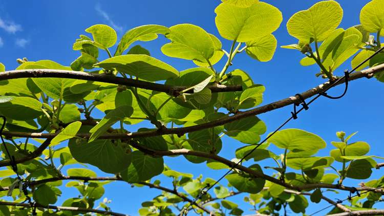 566 Belk Road Kaimai_17