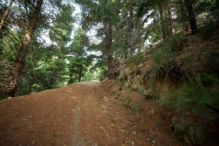 540 Spey Forest Road Kaikoura_12