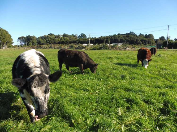 Adair Road Ruatapu_20