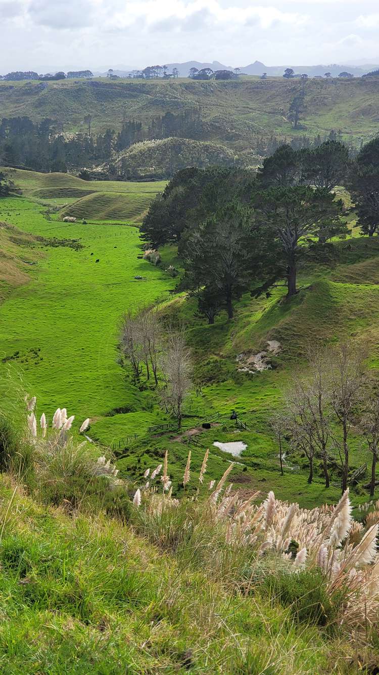 240 Pinaki Road Te Kopuru_6