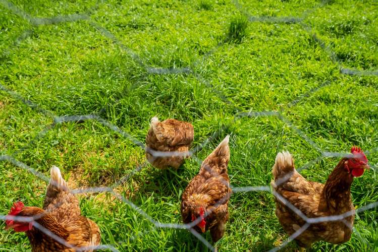 192 Dover Road Okato_40