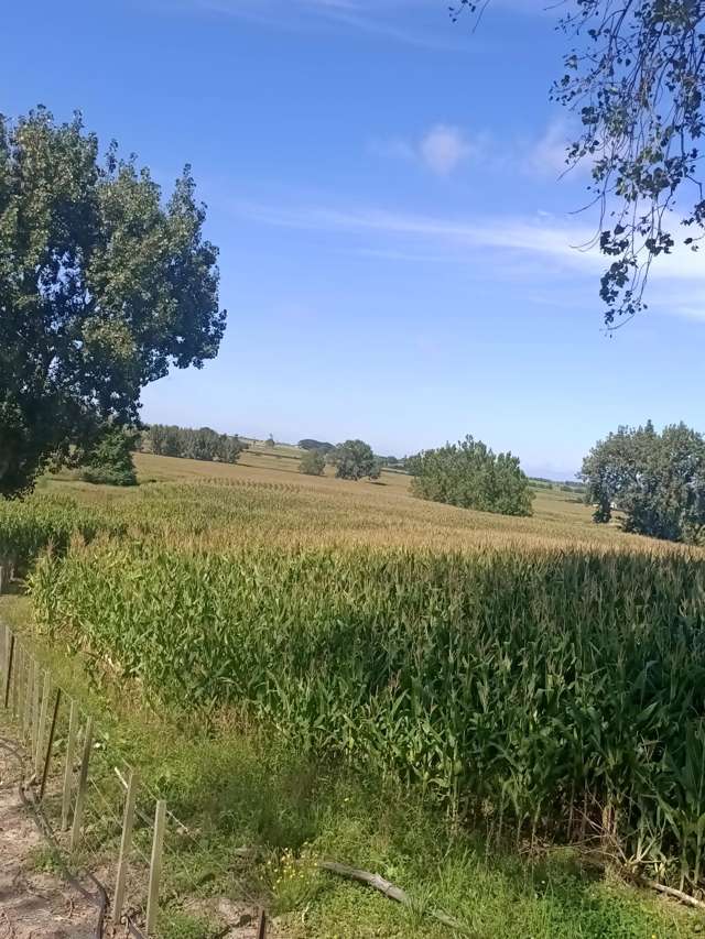 863 Tauhei Road Morrinsville_4