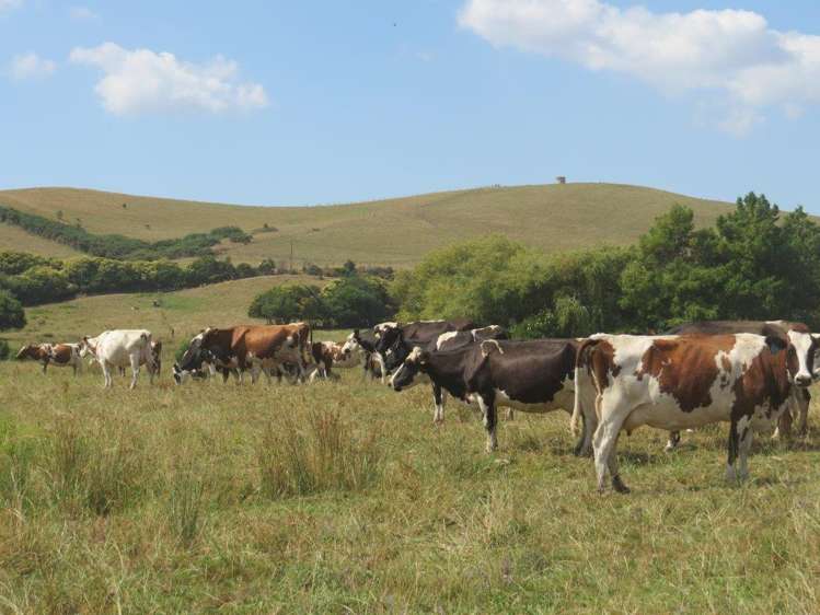 314 Martin Road Waerenga_13