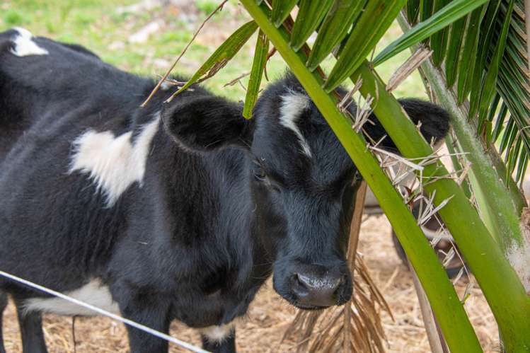 1688 South Head Road Helensville_57