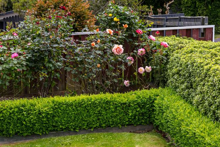 35 Manuka Street Masterton_18