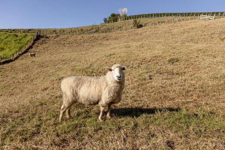 63a Mountier Road Whakamarama_20