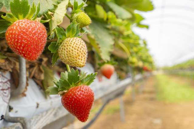 Thurley Place Bay View_4