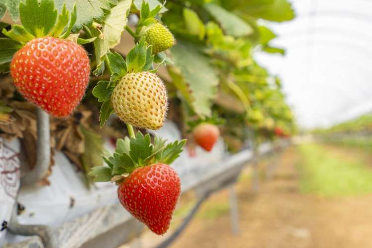 Thurley Place Bay View_4