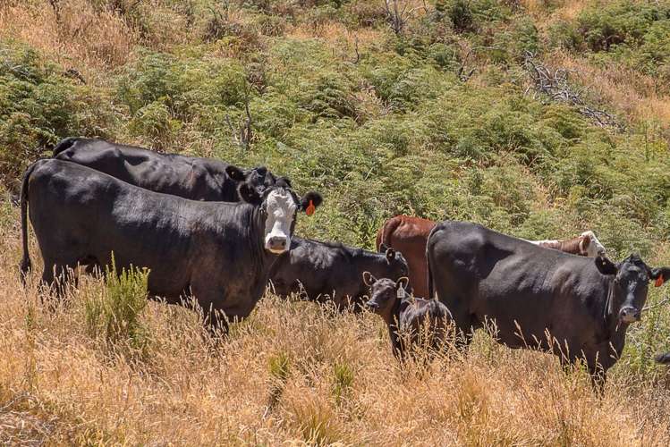 175 Mendip Road Cheviot_14