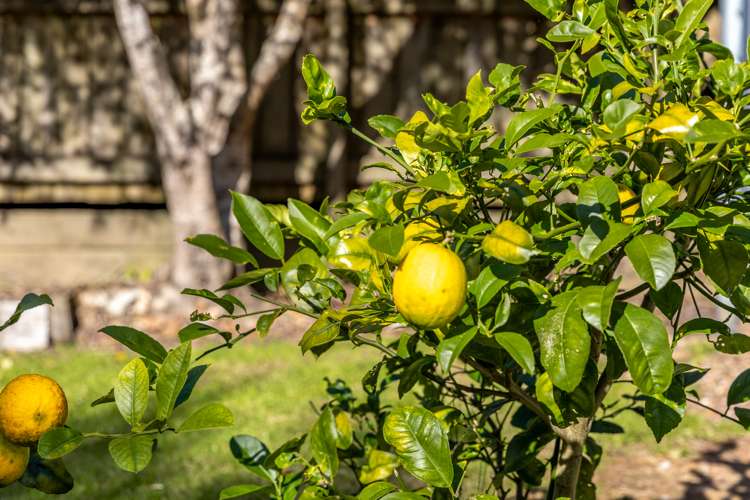 14 Hillside Road Ostend_38