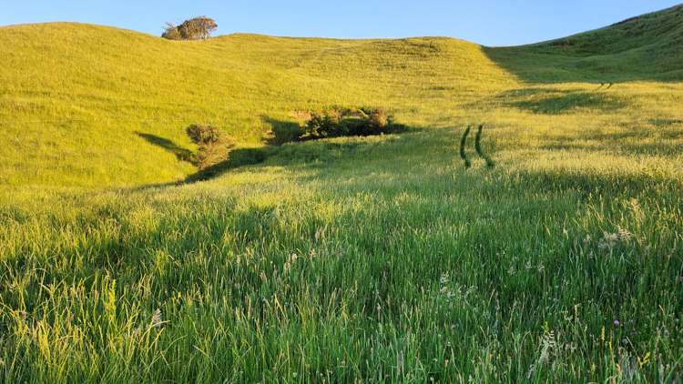 964 Tarata Road Kaimata_6