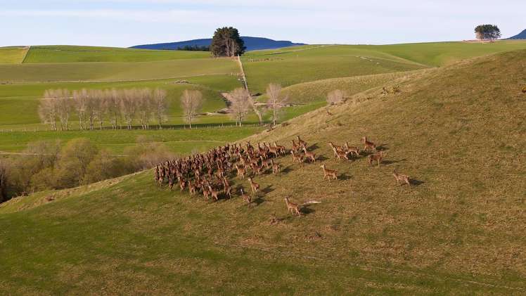 137 McLeods Road Palmerston_10