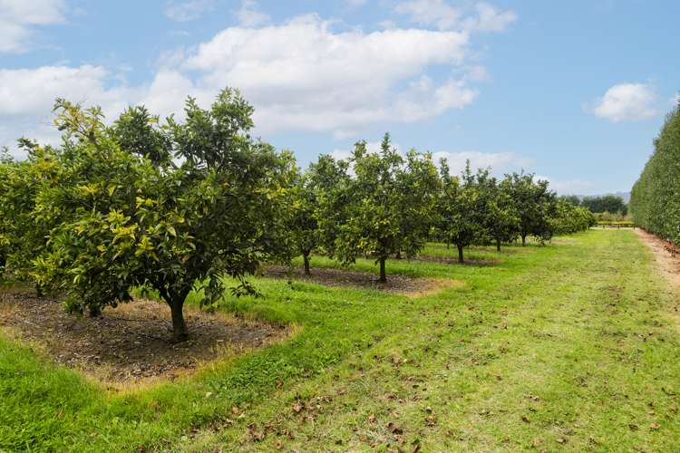 18 Jackson Road Waerengaahika_27