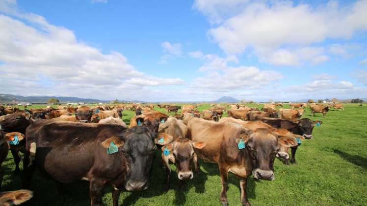 98 Mccracken Road Edgecumbe_14