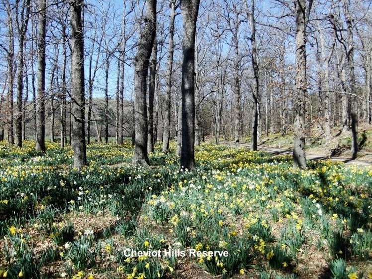 78 Deer Park Road Cheviot_12