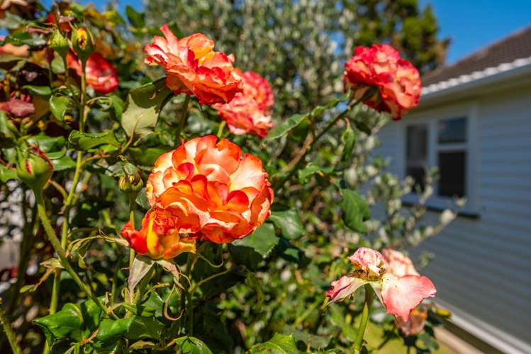 27 Read Street Levin_8