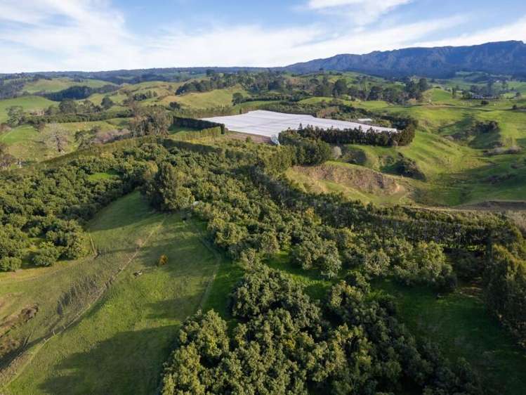 229 Walford Road Katikati_22