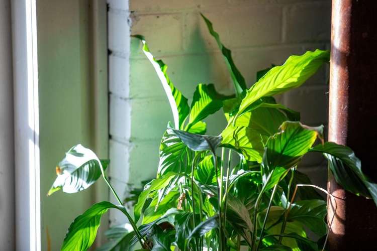 147 Renown Road Waikokowai_29