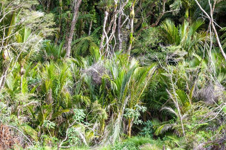 982B Manaia Road Coromandel_30