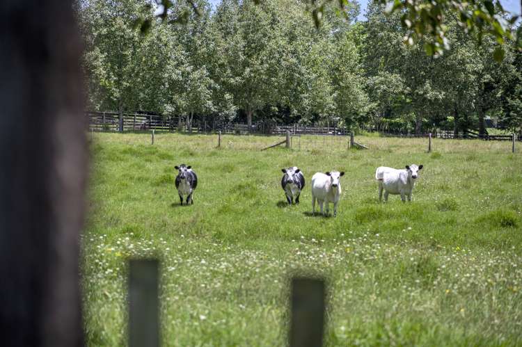 1217 Whangaripo Valley Road Whangaripo_37