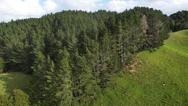 78 Otioro Road Topuni_13