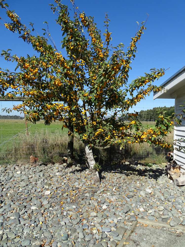 5 Lanark Street Lumsden_25