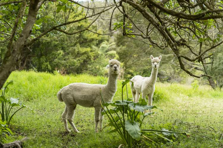 85 Abbey Caves Road Abbey Caves_37